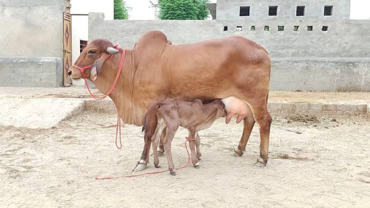 ESTRUS SYNCHRONIZATION: A SMARTER PATH TO REPRODUCTIVE SUCCESS IN RUMINANTS
